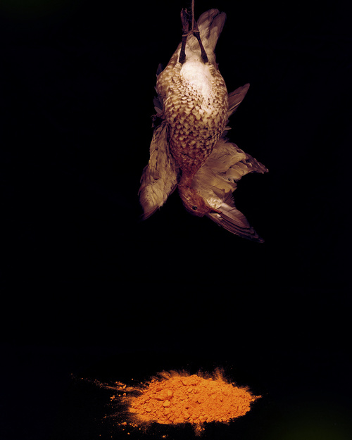 Untitled (Duck Ii)