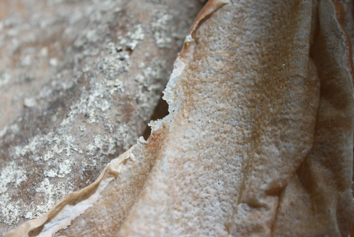 In Touch   Skins 1 (Detail)