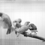 The Birds
