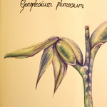 Genoplesium Plumosum