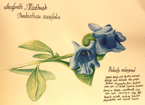 Prostanthera Marifolia