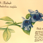 Prostanthera Marifolia