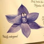 Thelymitra Atronitida