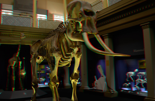Bones