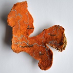 Orange Origins: India, 7,000 Ago