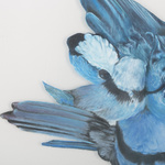 Splendid Wren