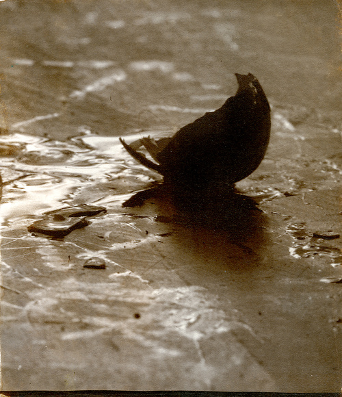 Automata 2, Albumen Print. 2012
