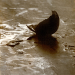 Automata 2, Albumen Print. 2012