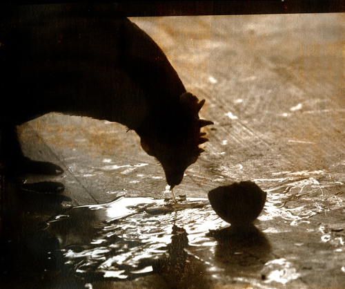 Automata 3, Albumen Print. 2012