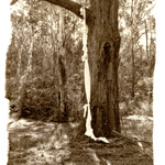 Threads Of Reality 5, Argyrotype. 2012