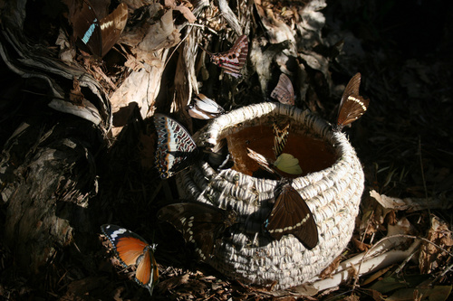 Honey Pot