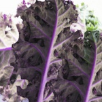 Kale Textile Design One