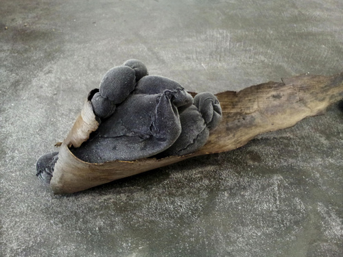'Metamorphosed Matter' 2012 (Detail); Fabric, Polyester Wadding, Palm Fronds, Thread, Concrete, Paint.