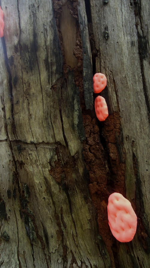 'Aliena Fungorum' 2012 (Detail); Fabric, Thread, Polyester Wadding.