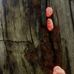 'Aliena Fungorum' 2012 (Detail); Fabric, Thread, Polyester Wadding.
