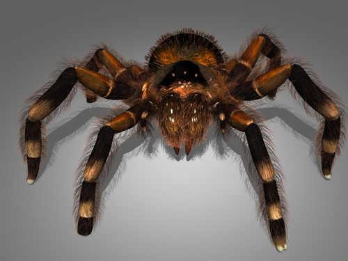 Personal 3d Work