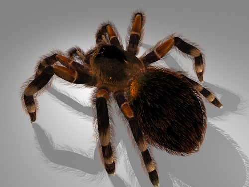 Personal 3d Work