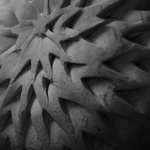 The Mushroom