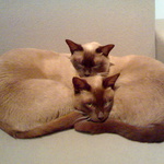 The Cats