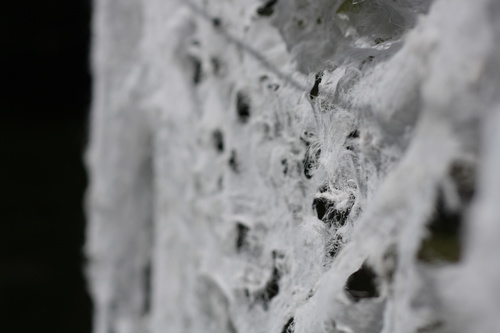 Laceline (Detail View)