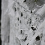 Laceline (Detail View)