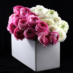 The Arrangement 