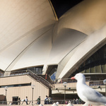 Sydney Day To Night 4