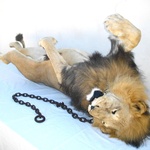 Born Free, 2013