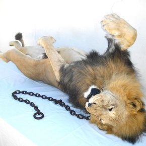 Born Free, 2013
