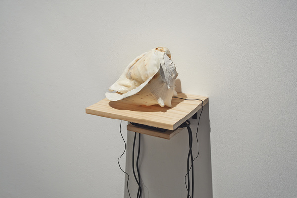 It’S All Inside You, Everything, 2013, Conch Shell, Audio, Dimensions Variable. Photography: Jack L. Dunbar