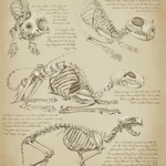Anatomy Of A God