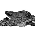 Death Becomes Him, Relief Print On Bfk Reeves, 56x76cm, 2012.