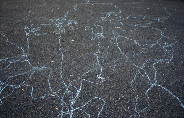 Path Of An Ant
