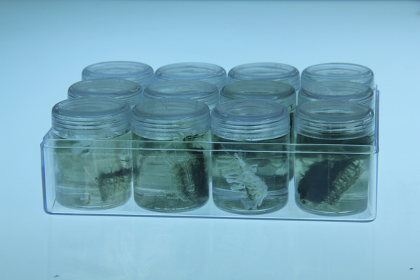 Specimens 1 12, Clorophyta/Viridiplantae