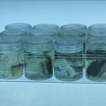 Specimens 1 12, Clorophyta/Viridiplantae
