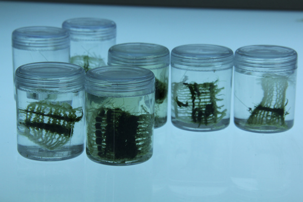 Specimens 1 12, Clorophyta/Viridiplantae