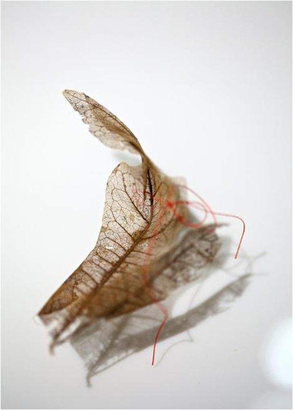 Detail, 'Fragility', Found Leaves & Thread, 100cm X 50cm, 2012.