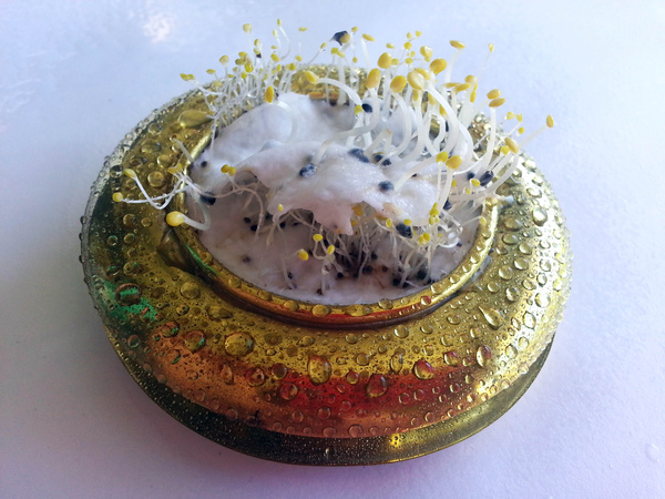 Seeded (2012) Brooch