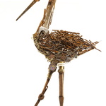 Threskiornis Aethiopicus