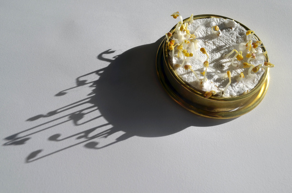 Seeded (2012) Brooch