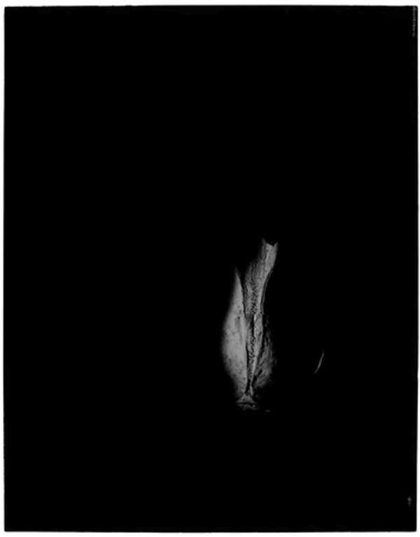 Ghosts Series Part 1