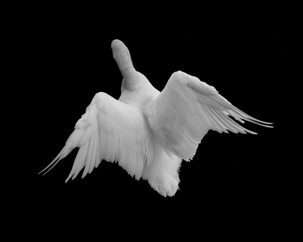 Untitled # 3, 2013. Pigment Print On Rag, 4 X 5 In.