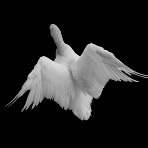 Untitled # 3, 2013. Pigment Print On Rag, 4 X 5 In.