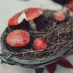 Fungus
