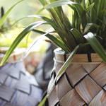 Pyri Planters