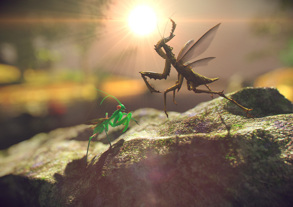 Preying Mantis