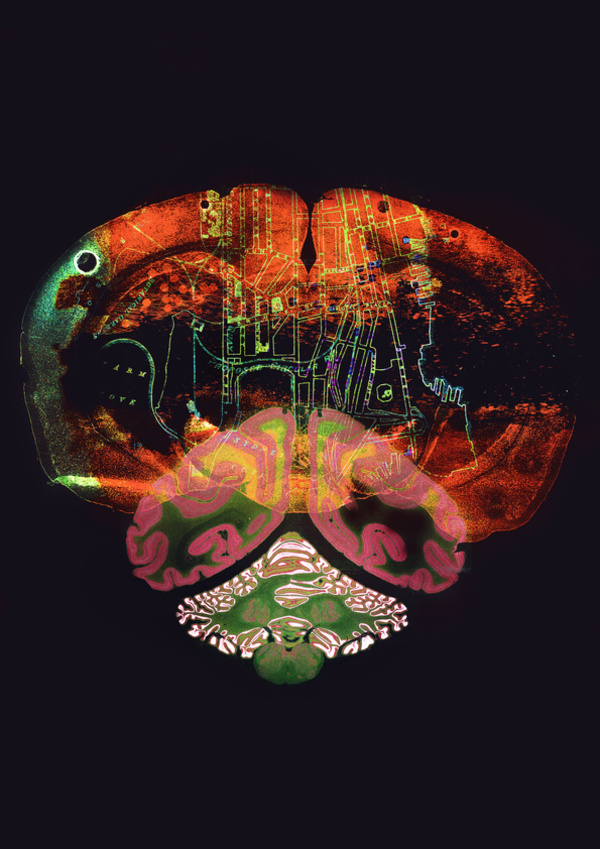 Synapse