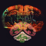 Synapse