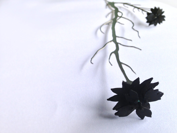 Endangered (2013) 'Schoenia Filifolia Subsp. Subulifolia'