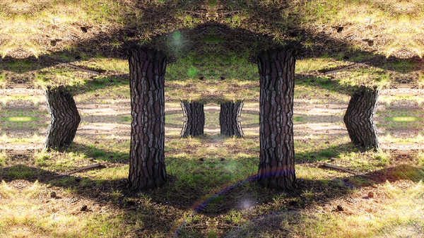 Kalision   "Reality Is Like A Mirror; It Is A Reflection Of Your Inner Self. It Has Been Said That The World As We Know It Gets More Unreal When We Are Most Real And True To Ourselves."